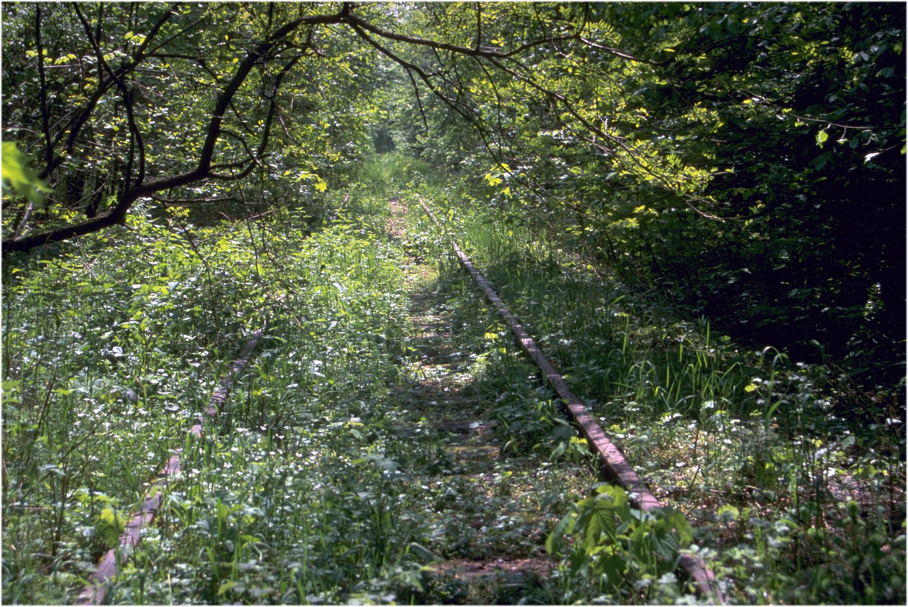 Dschungelbahn