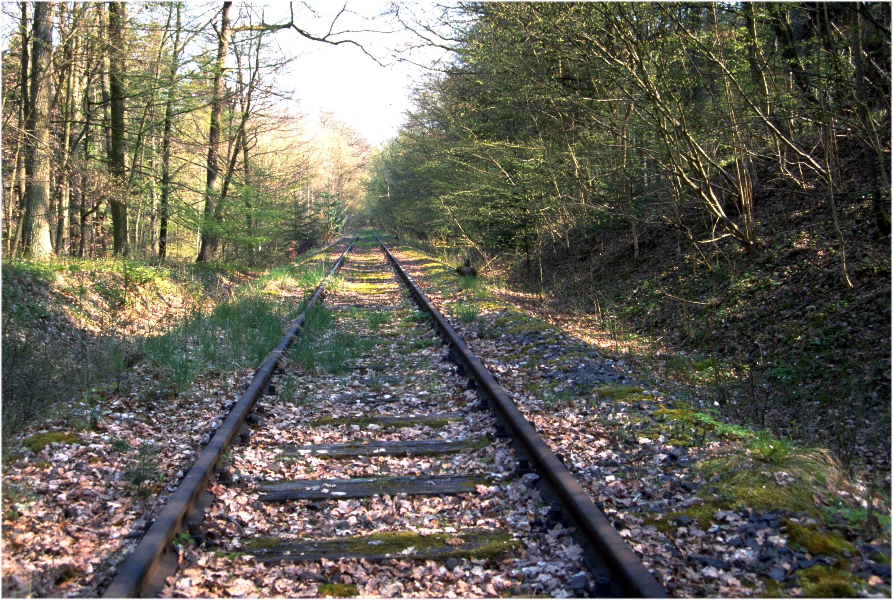 Waldbahnatmosphäre